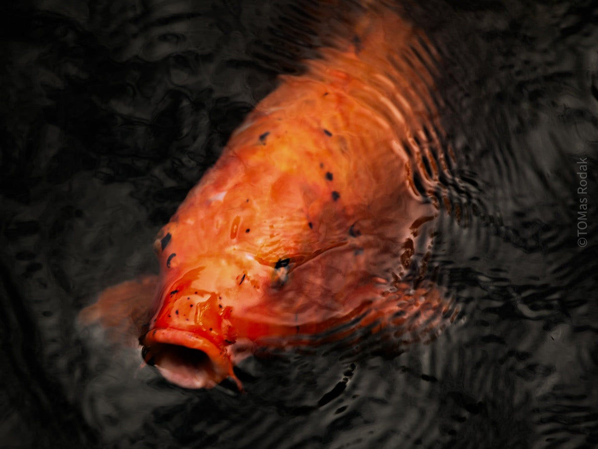 Nishikigoi Koi Fish Photography by Tomas Rodak - Available for Sale at TOMs FLOWer CLUB - Fine Art Prints and Photos of Colorful Koi Fish