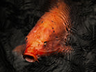 Nishikigoi Koi Fish Photography by Tomas Rodak - Available for Sale at TOMs FLOWer CLUB - Fine Art Prints and Photos of Colorful Koi Fish