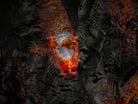 Nishikigoi Koi Fish Photography by Tomas Rodak - Available for Sale at TOMs FLOWer CLUB - Fine Art Prints and Photos of Colorful Koi Fish