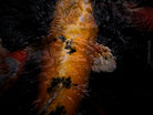 Nishikigoi Koi Fish Photography by Tomas Rodak - Available for Sale at TOMs FLOWer CLUB - Fine Art Prints and Photos of Colorful Koi Fish