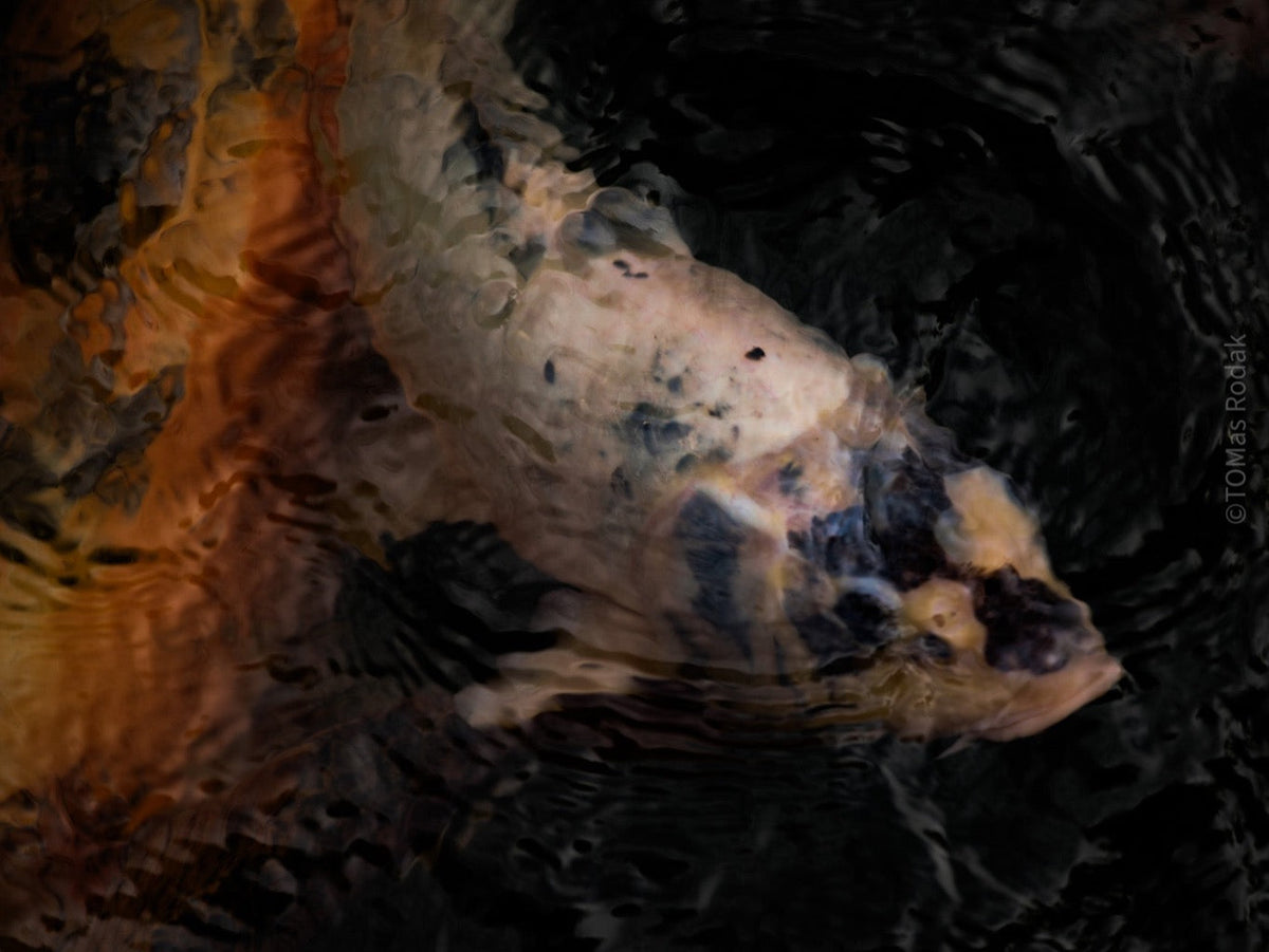 Nishikigoi Koi Fish Photography by Tomas Rodak - Available for Sale at TOMs FLOWer CLUB - Fine Art Prints and Photos of Colorful Koi Fish