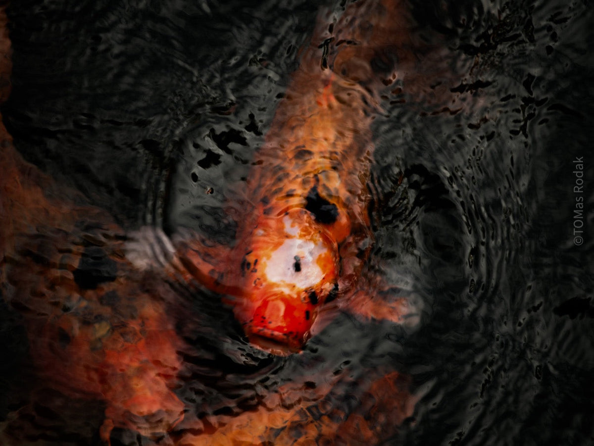 Nishikigoi Koi Fish Photography by Tomas Rodak - Available for Sale at TOMs FLOWer CLUB - Fine Art Prints and Photos of Colorful Koi Fish