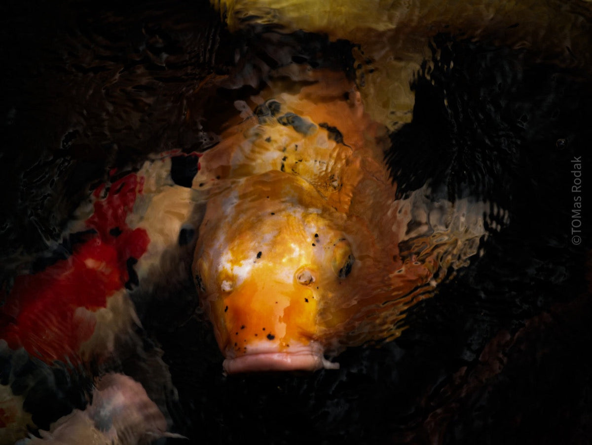 Nishikigoi Koi Fish Photography by Tomas Rodak - Available for Sale at TOMs FLOWer CLUB - Fine Art Prints and Photos of Colorful Koi Fish