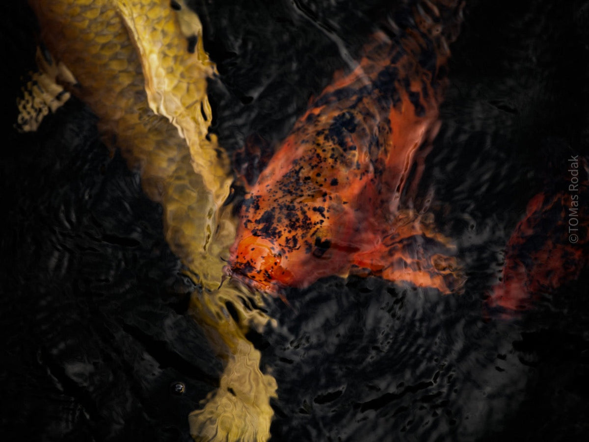 Nishikigoi Koi Fish Photography by Tomas Rodak - Available for Sale at TOMs FLOWer CLUB - Fine Art Prints and Photos of Colorful Koi Fish