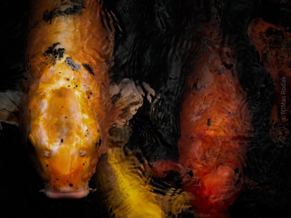 Nishikigoi Koi Fish Photography by Tomas Rodak - Available for Sale at TOMs FLOWer CLUB - Fine Art Prints and Photos of Colorful Koi Fish