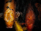Nishikigoi Koi Fish Photography by Tomas Rodak - Available for Sale at TOMs FLOWer CLUB - Fine Art Prints and Photos of Colorful Koi Fish