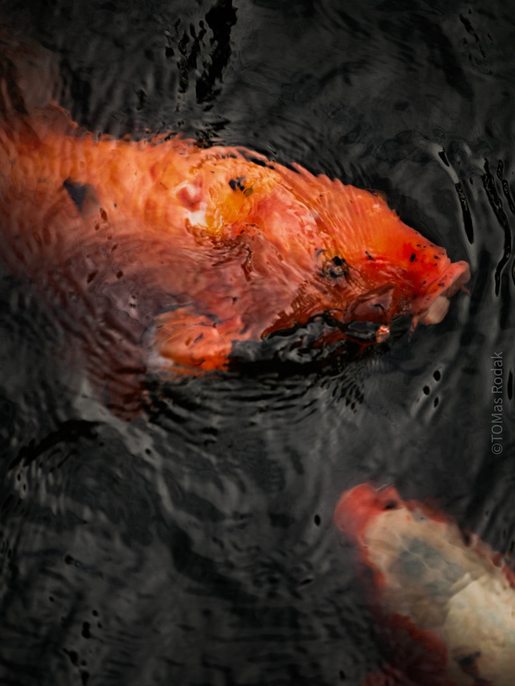 Nishikigoi Koi Fish Photography by Tomas Rodak - Available for Sale at TOMs FLOWer CLUB - Fine Art Prints and Photos of Colorful Koi Fish