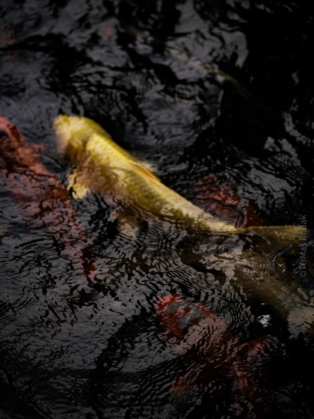 Nishikigoi Koi Fish Photography by Tomas Rodak - Available for Sale at TOMs FLOWer CLUB - Fine Art Prints and Photos of Colorful Koi Fish