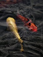 Nishikigoi Koi Fish Photography by Tomas Rodak - Available for Sale at TOMs FLOWer CLUB - Fine Art Prints and Photos of Colorful Koi Fish