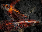 Nishikigoi Koi Fish Photography by Tomas Rodak - Available for Sale at TOMs FLOWer CLUB - Fine Art Prints and Photos of Colorful Koi Fish