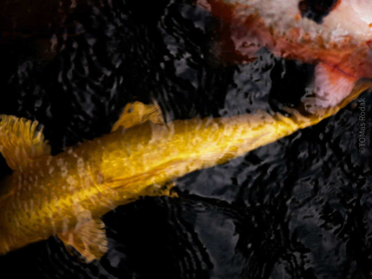 Nishikigoi Koi Fish Photography by Tomas Rodak - Available for Sale at TOMs FLOWer CLUB - Fine Art Prints and Photos of Colorful Koi Fish