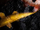 Nishikigoi Koi Fish Photography by Tomas Rodak - Available for Sale at TOMs FLOWer CLUB - Fine Art Prints and Photos of Colorful Koi Fish