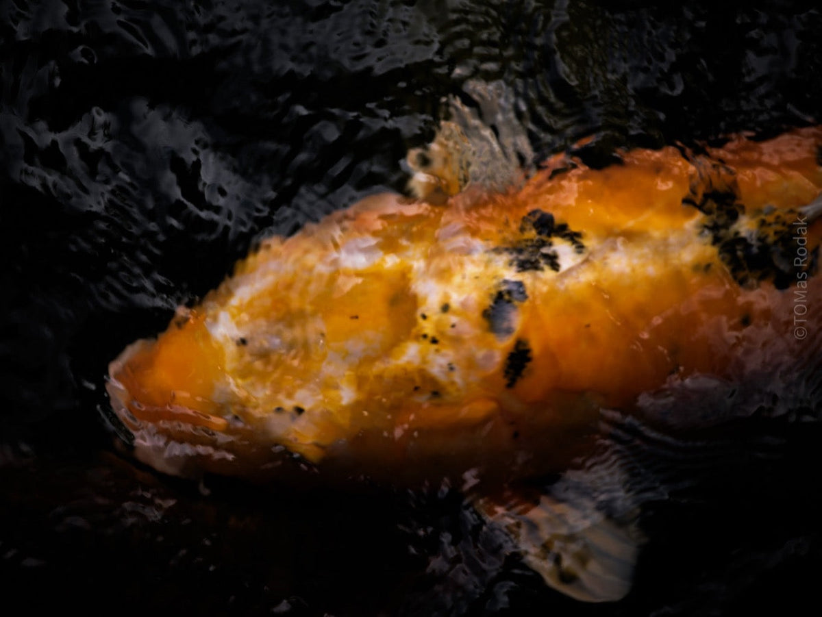 Nishikigoi Koi Fish Photography by Tomas Rodak - Available for Sale at TOMs FLOWer CLUB - Fine Art Prints and Photos of Colorful Koi Fish