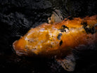 Nishikigoi Koi Fish Photography by Tomas Rodak - Available for Sale at TOMs FLOWer CLUB - Fine Art Prints and Photos of Colorful Koi Fish