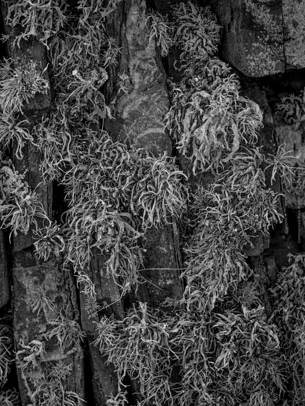 BLACK & WHITE Hasselblad photo art by Swiss photographer TOMas Rodak for sale at TOMs FLOWer CLUB, limited edition of floral contemporary art. 