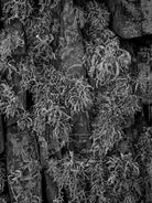 BLACK & WHITE Hasselblad photo art by Swiss photographer TOMas Rodak for sale at TOMs FLOWer CLUB, limited edition of floral contemporary art. 