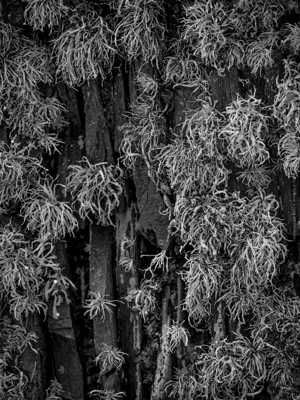 BLACK & WHITE Hasselblad photo art by Swiss photographer TOMas Rodak for sale at TOMs FLOWer CLUB, limited edition of floral contemporary art. 