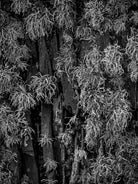 BLACK & WHITE Hasselblad photo art by Swiss photographer TOMas Rodak for sale at TOMs FLOWer CLUB, limited edition of floral contemporary art. 