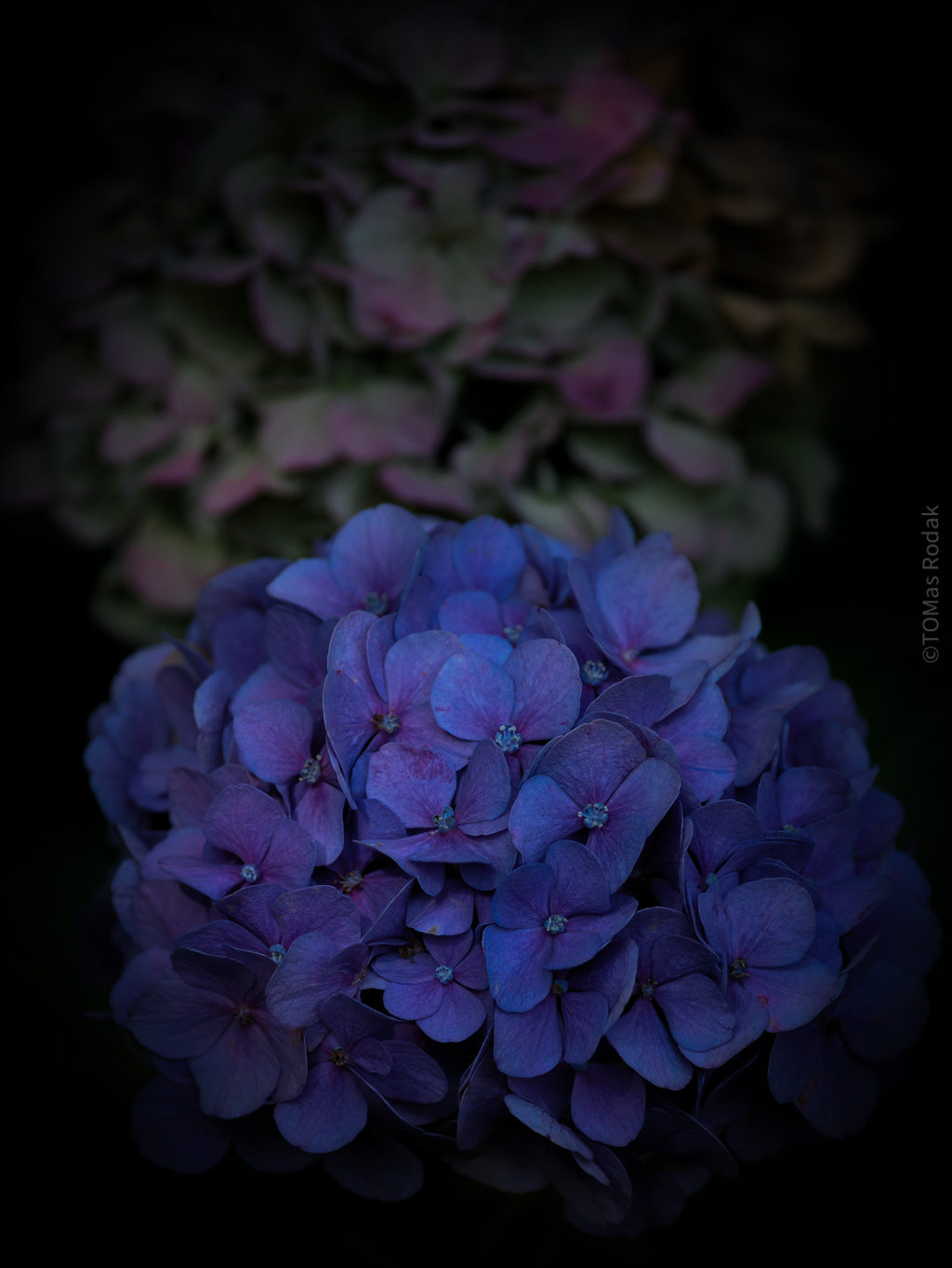 Tomas Rodak, Swiss photographer, floral photography, Hortensia, Hydrangea, TOMs FLOWer CLUB, TOMs ART FLOWer CLUB, White wall, Lumas