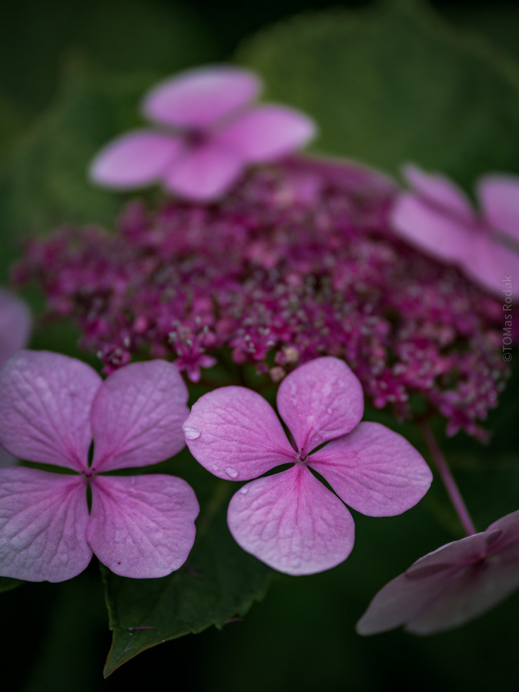 Tomas Rodak, Swiss photographer, floral photography, Hortensia, Hydrangea, TOMs FLOWer CLUB, TOMs ART FLOWer CLUB, White wall, Lumas