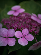 Tomas Rodak, Swiss photographer, floral photography, Hortensia, Hydrangea, TOMs FLOWer CLUB, TOMs ART FLOWer CLUB, White wall, Lumas