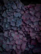 Tomas Rodak, Swiss photographer, floral photography, Hortensia, Hydrangea, TOMs FLOWer CLUB, TOMs ART FLOWer CLUB, White wall, Lumas