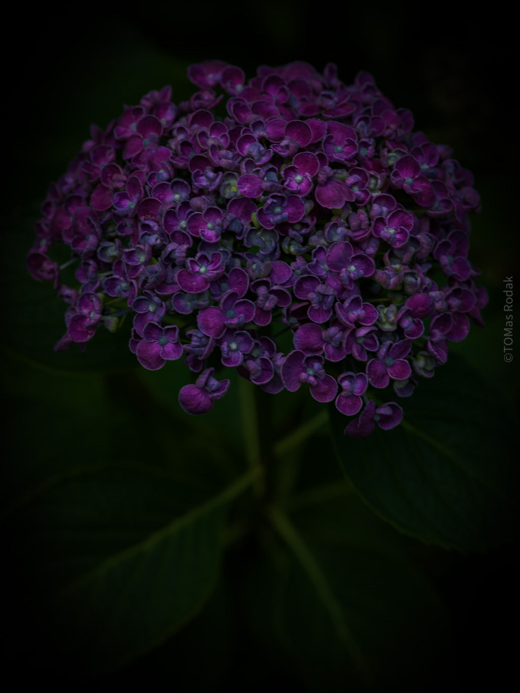 Tomas Rodak, Swiss photographer, floral photography, Hortensia, Hydrangea, TOMs FLOWer CLUB, TOMs ART FLOWer CLUB, White wall, Lumas