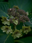 Tomas Rodak, Swiss photographer, floral photography, Hortensia, Hydrangea, TOMs FLOWer CLUB, TOMs ART FLOWer CLUB, White wall, Lumas