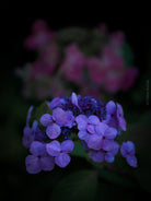 Tomas Rodak, Swiss photographer, floral photography, Hortensia, Hydrangea, TOMs FLOWer CLUB, TOMs ART FLOWer CLUB, White wall, Lumas