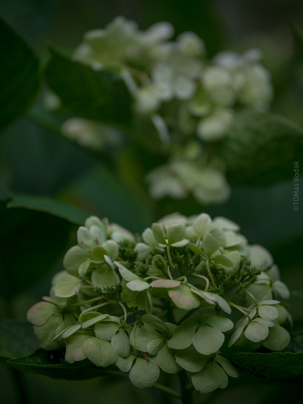 Tomas Rodak, Swiss photographer, floral photography, Hortensia, Hydrangea, TOMs FLOWer CLUB, TOMs ART FLOWer CLUB, White wall, Lumas