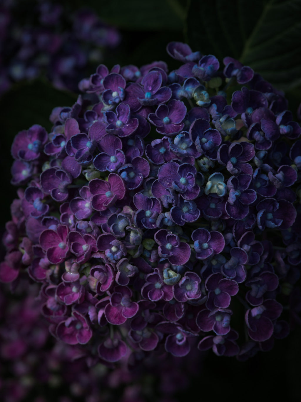 Tomas Rodak, Swiss photographer, floral photography, Hortensia, Hydrangea, TOMs FLOWer CLUB, TOMs ART FLOWer CLUB, White wall, Lumas