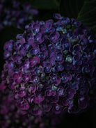 Tomas Rodak, Swiss photographer, floral photography, Hortensia, Hydrangea, TOMs FLOWer CLUB, TOMs ART FLOWer CLUB, White wall, Lumas