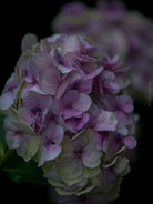 Tomas Rodak, Swiss photographer, floral photography, Hortensia, Hydrangea, TOMs FLOWer CLUB, TOMs ART FLOWer CLUB, White wall, Lumas