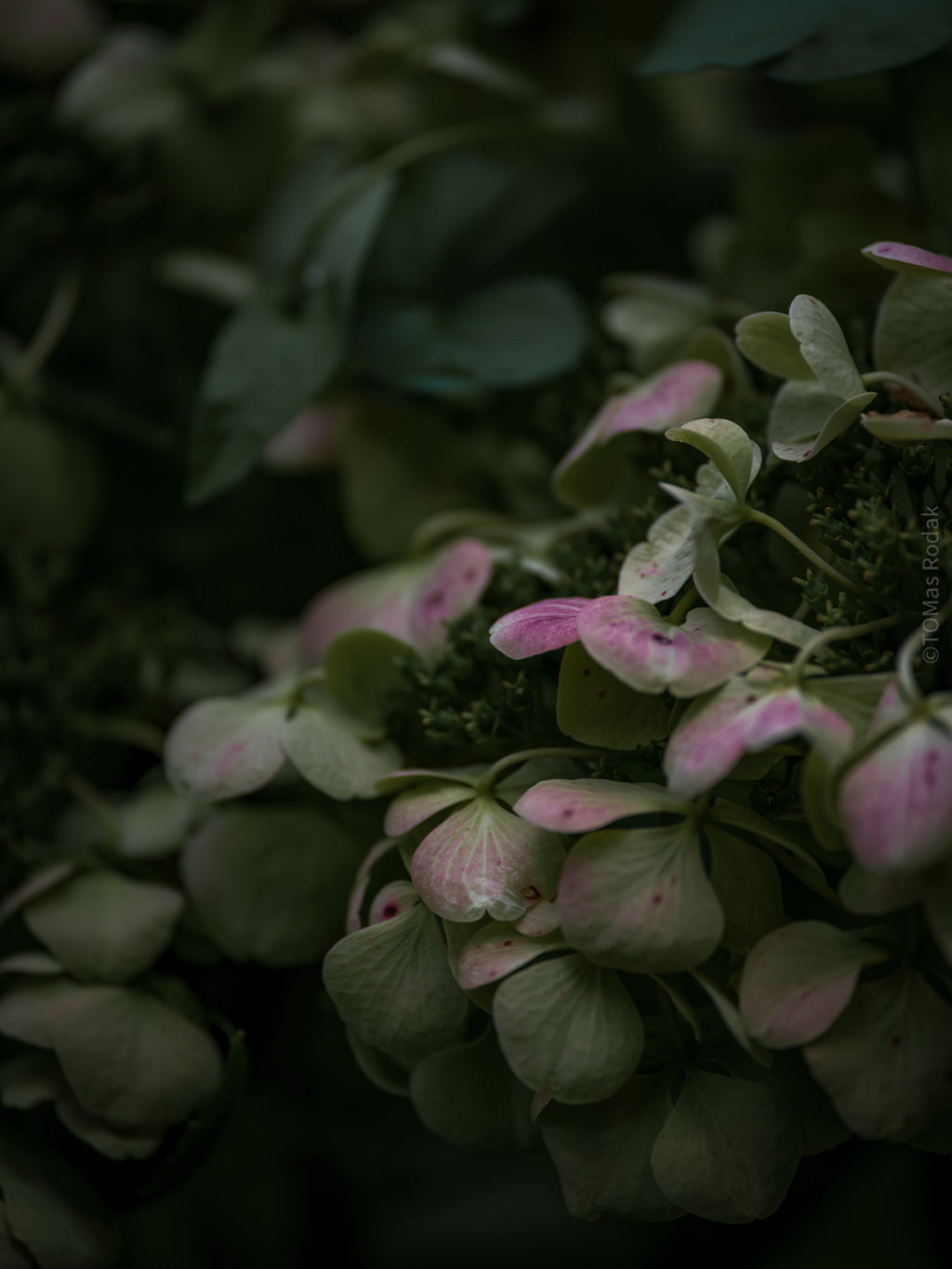 Tomas Rodak, Swiss photographer, floral photography, Hortensia, Hydrangea, TOMs FLOWer CLUB, TOMs ART FLOWer CLUB, White wall, Lumas