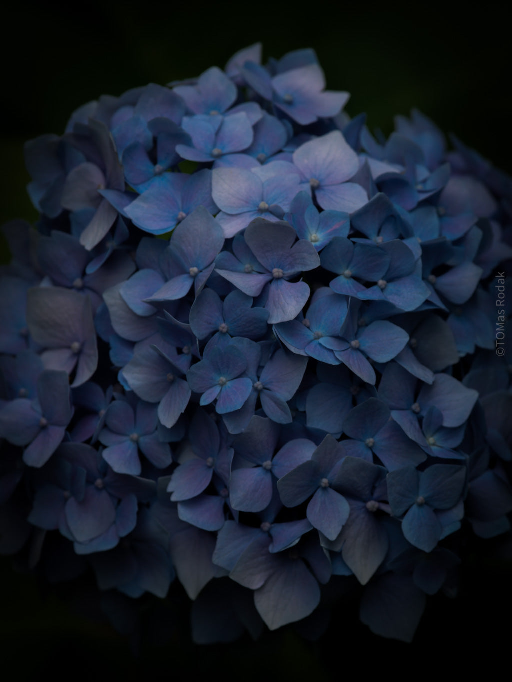 Tomas Rodak, Swiss photographer, floral photography, Hortensia, Hydrangea, TOMs FLOWer CLUB, TOMs ART FLOWer CLUB, White wall, Lumas