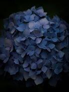 Tomas Rodak, Swiss photographer, floral photography, Hortensia, Hydrangea, TOMs FLOWer CLUB, TOMs ART FLOWer CLUB, White wall, Lumas