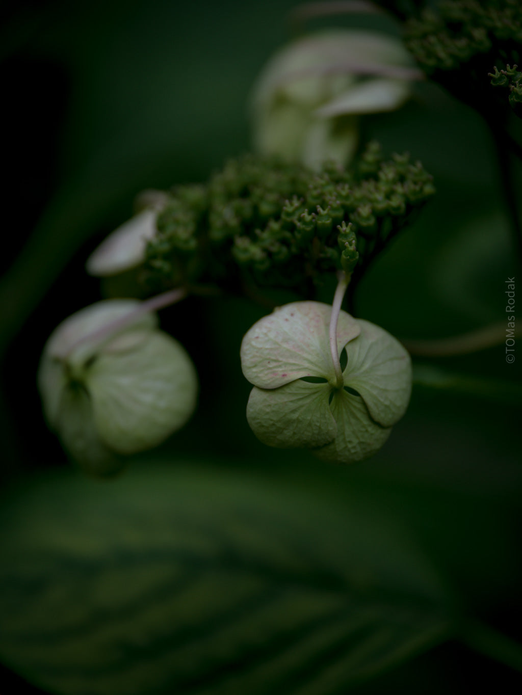 Tomas Rodak, Swiss photographer, floral photography, Hortensia, Hydrangea, TOMs FLOWer CLUB, TOMs ART FLOWer CLUB, White wall, Lumas
