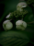 Tomas Rodak, Swiss photographer, floral photography, Hortensia, Hydrangea, TOMs FLOWer CLUB, TOMs ART FLOWer CLUB, White wall, Lumas