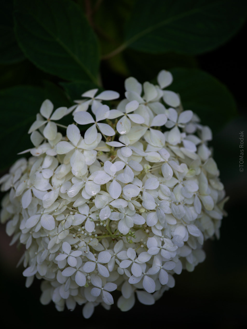 Tomas Rodak, Swiss photographer, floral photography, Hortensia, Hydrangea, TOMs FLOWer CLUB, TOMs ART FLOWer CLUB, White wall, Lumas