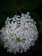Tomas Rodak, Swiss photographer, floral photography, Hortensia, Hydrangea, TOMs FLOWer CLUB, TOMs ART FLOWer CLUB, White wall, Lumas