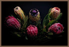 PROTEA ARISTATA, sugarbush, South African plants, floral photography by TOMas Rodak, TOMs FLOWer CLUB.