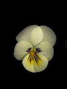 White pansy flower with a purple center on a black background