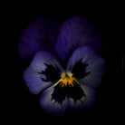 Colorful dark blue - yellow pancy flower arranged on a black background, photographed with Hasselblad camera by TOMas Rodak, Swiss photographer, for sale at TOMs FLOWer CLUB. 