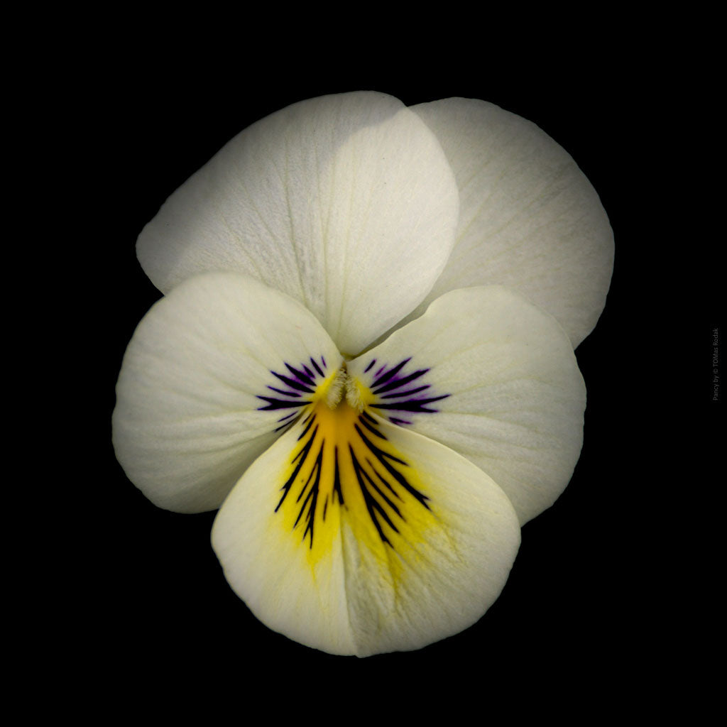 Pure white pancy flower arranged on a black background, photographed with Hasselblad camera by TOMas Rodak, Swiss photographer, for sale at TOMs FLOWer CLUB. 