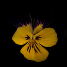 Colorful dark blilac - yellow pancy flower arranged on a black background, photographed with Hasselblad camera by TOMas Rodak, Swiss photographer, for sale at TOMs FLOWer CLUB. 