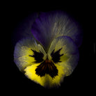 Colorful dark blue - yellow pancy flower arranged on a black background, photographed with Hasselblad camera by TOMas Rodak, Swiss photographer, for sale at TOMs FLOWer CLUB. 