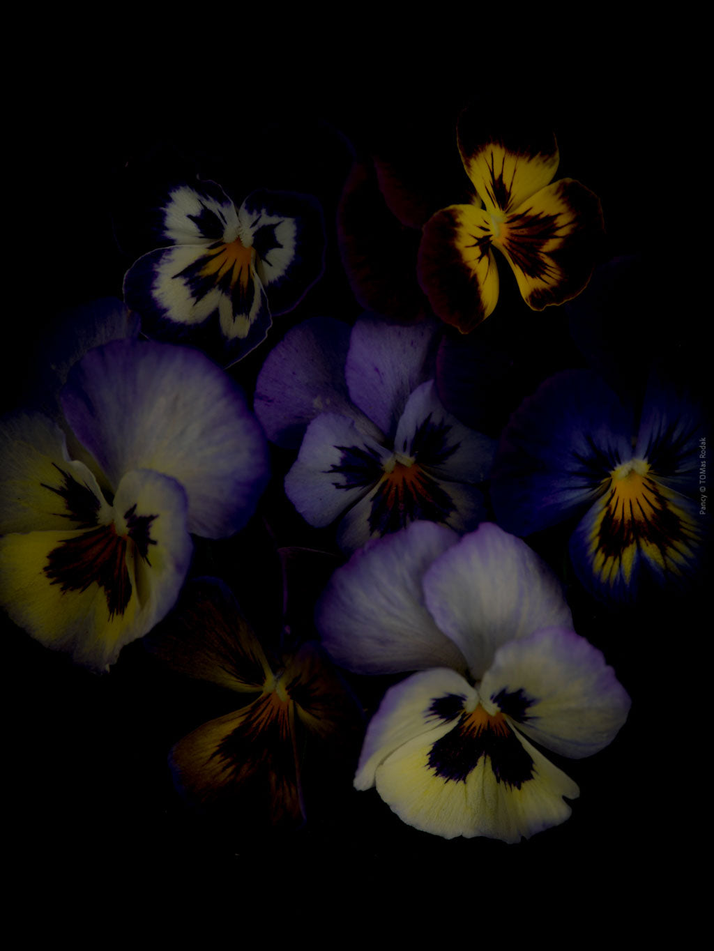 Colorful pancy flowers arranged on a black background, photographed with Hasselblad camera by TOMas Rodak, Swiss photographer. 