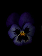 Blue purple pancy flowers arranged on a black background, photographed with Hasselblad camera by TOMas Rodak, Swiss photographer. 