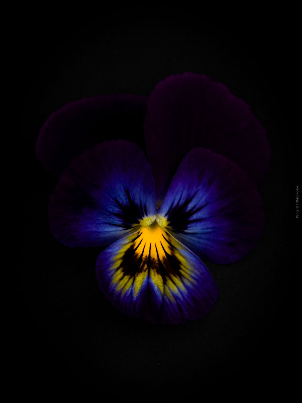 Blue Purple pancy flowers arranged on a black background, photographed with Hasselblad camera by TOMas Rodak, Swiss photographer. 