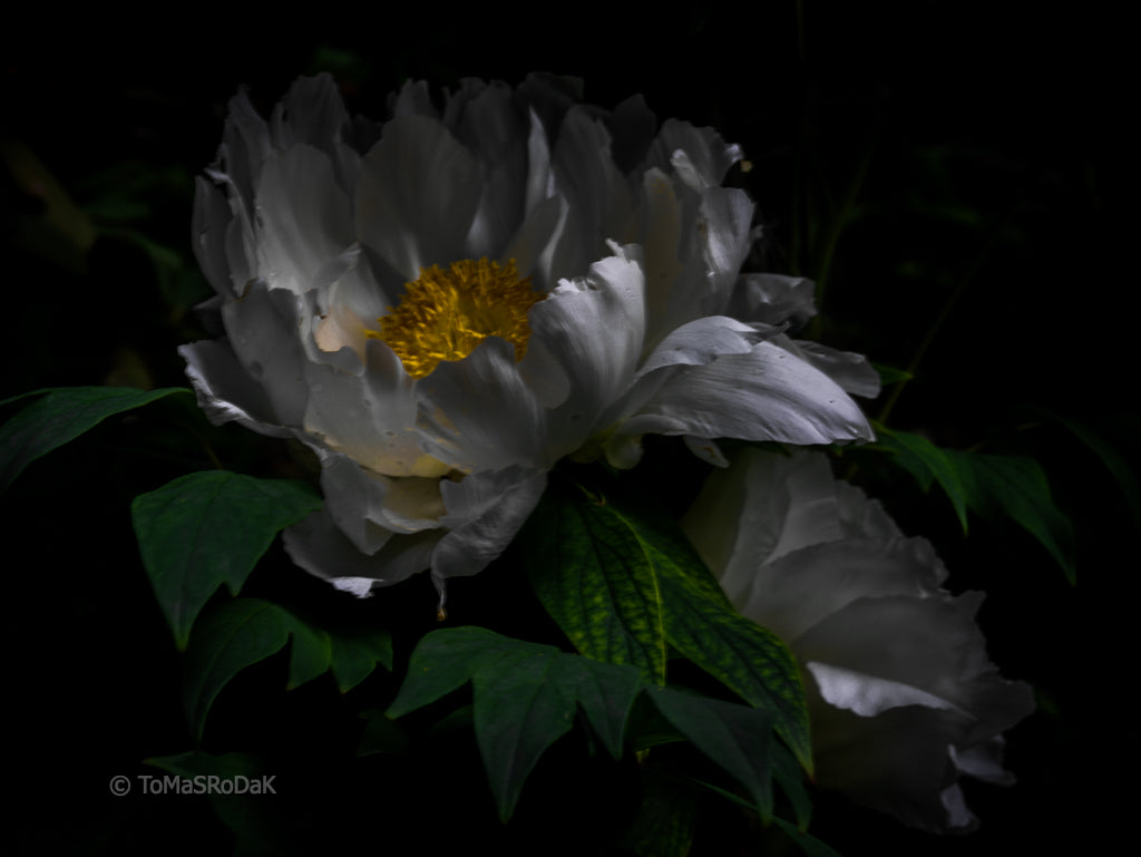 White peony love, still life floral art photography by Tomas Rodak, photo behind the acrylic glas made by White Wall / LUMAS; offered for sale by TOMs FLOWer CLUB.